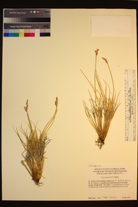 Carex tahoensis image